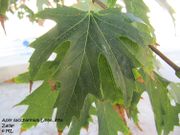 Acer saccharinum Linné, 1753 - Silberahorn, srebrnolisni javor. Fundort: Zadar 09/2011. *Heilpflanze