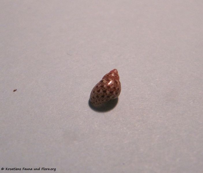 Datei:Tricolia pullus Linne, 1758 Vir 110111 13.jpg