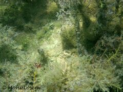 Auf dem steinigen Meeresboden, Vir 08/2012 Balanophyllia italica