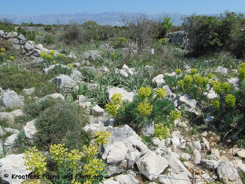 Datei:Euphorbia characias Linné, 1753 110421 343 K Pag.jpg