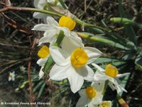 Narcissus tazetta Linné, 1753 - Tazette, višecvjetni sunovrat- Fundort: Vir 03/2017, Giftpflanze , Zierpflanze, Ehemalige Heilpflanze