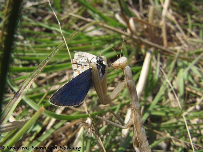 Datei:Mantis religiosa Linné, 1758 Fre Vir 140809 5261.jpg