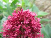 Centranthus ruber (Linné) DeCandolle, 1805 - Rote Spornblume, mamuzica. Fundort: Otok Vir 05/2015. Essbare Pflanze, Heilpflanze, Zierpflanze
