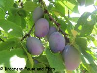 Prunus domestica Linné, 1753 Vrana 230728 4255.JPG