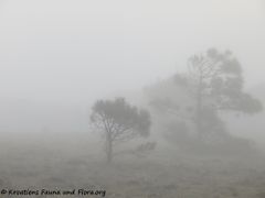 18.04.2020 - The Fog