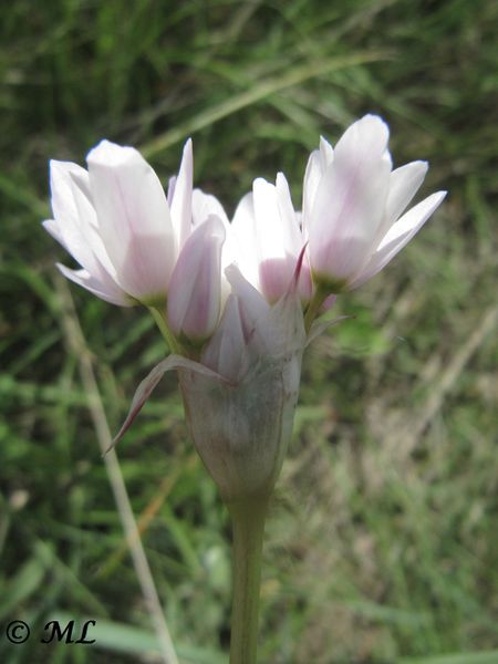 Datei:Allium roseum Linné, 1753 Priv 140427 2630.jpg