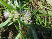 Allium chamaemoly Linné, 1753 - Zwerg-Knoblauch, patuljasti luk. Fundort: Zaton 01/2018