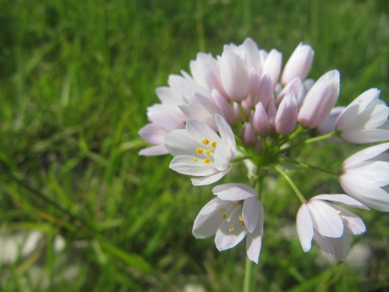 Datei:Allium roseum Linné, 1753 Vrsi 160430 8530.jpg