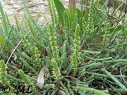 Salicornia europaea Linné, 1753 - Europäischer Queller, jednogodišnja caklenjača. Fundort''''Fetter Text': Privlaka 05/2014