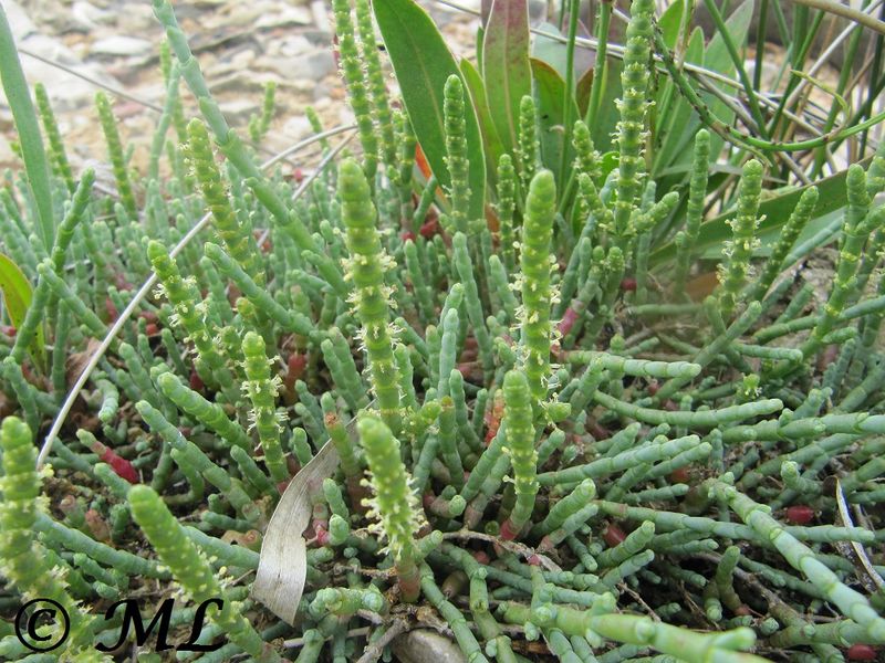 Datei:Salicornia europaea Linné, 1753 Priv 140528 3713.jpg