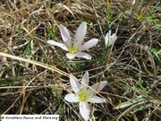 Colchicum cupanii Gussone, 1827 - Cupanis Zeitlose. Fundort: Vir 02/2017, Giftpflanze, Zierpflanze