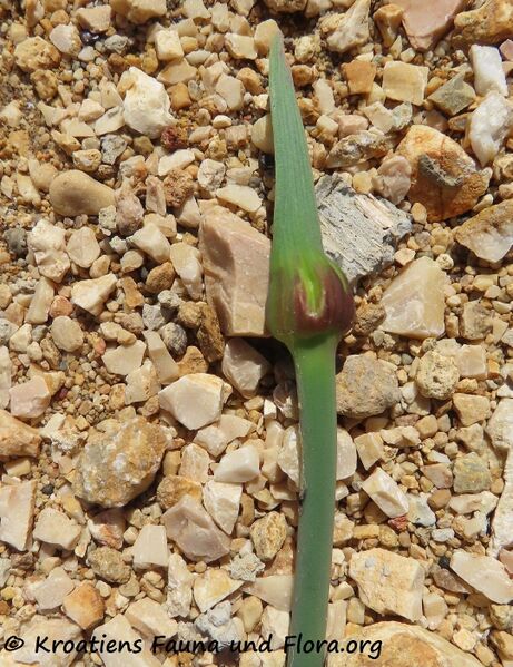 Datei:Allium ampeloprasum Linné, 1753 Priv 220420 2593 k.jpg