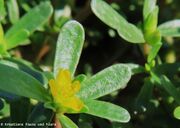 Portulaca oleracea Linné, 1753 - Portulak, povrtni tušanj. Fundort: Zaton 08/2022, Essbare Pflanze, Heilpflanze