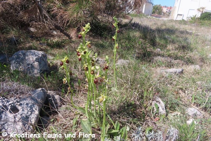 Datei:250331 8010 K.JPG