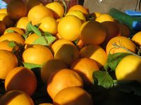 Citrus sinensis (L.) Osbeck, 1765 - Organge, naranča. Fundort: Zadar 12/2012. Heilpflanze