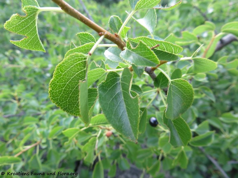 Datei:Prunus mahaleb Linné, 1753 Obro 180610 14129 k.jpg