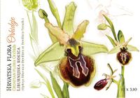 Orhid- liburnijska kokica 1.jpg