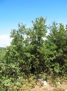 Quercus pubescens Willdenow, 1796 – Flaum-Eiche, hrast medunac. Fundort: Smoković 07/2015, Natura 2000 in Kroatien, Zierpflanze