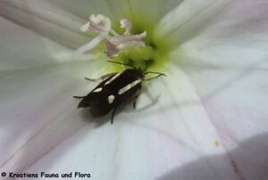 Scythris knochella Fabricius, 1794 Vir 250526 8690 D.JPG