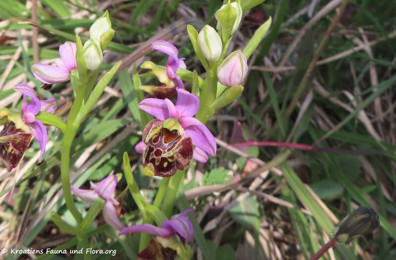 Datei:Ophrys scolopax ssp. cornuta Cavanille, 1793 Vir 210430 2091 D.jpg