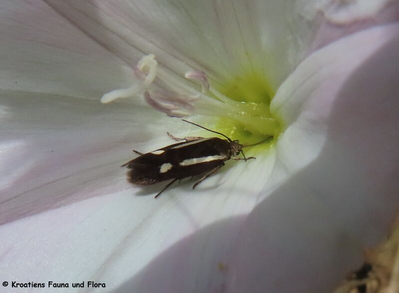 Datei:Scythris knochella Fabricius, 1794 Vir 250526 8691 D.JPG