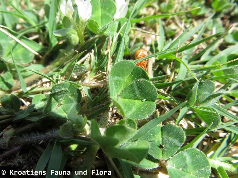 Datei:Trifolium subterraneum Vir Bla 180413 12053.JPG