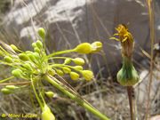 Allium flavum Linné, 1753 - Gelb-Lauch, Fundort: Vir 06/2015, Zierpflanze