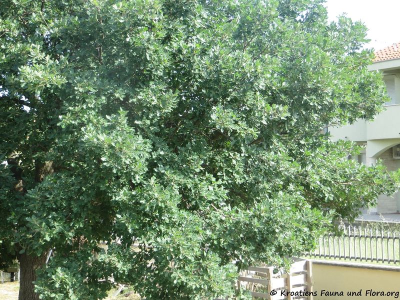 Datei:Quercus pubescens Willdenow, 1796 Pol 180606 13960.jpg