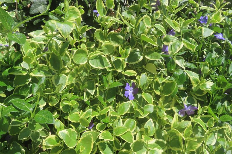 Datei:Vinca major Linné, 1753 Stein 250419 8132.JPG