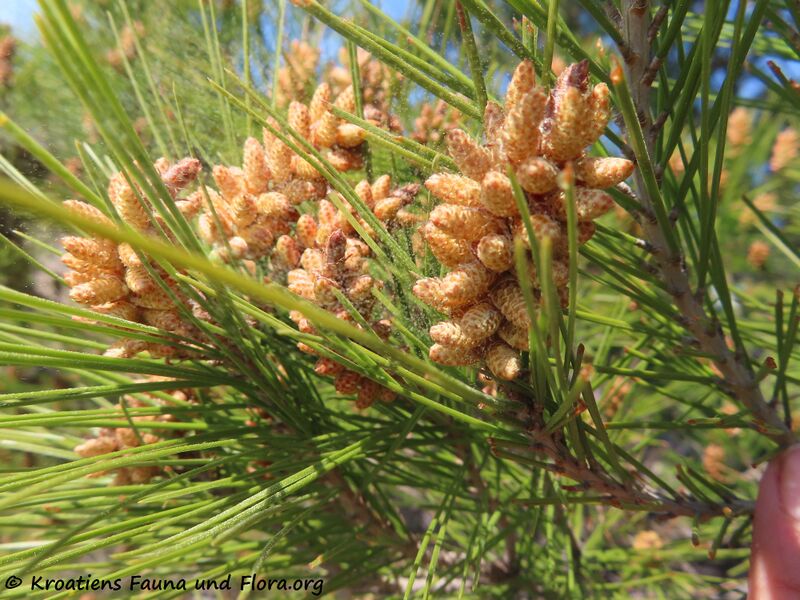 Datei:Pinus halepensis Miller 1767 Vir 220322 2458.JPG