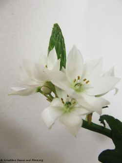 OrnithoThyrs Pfaff 120131 305.jpg