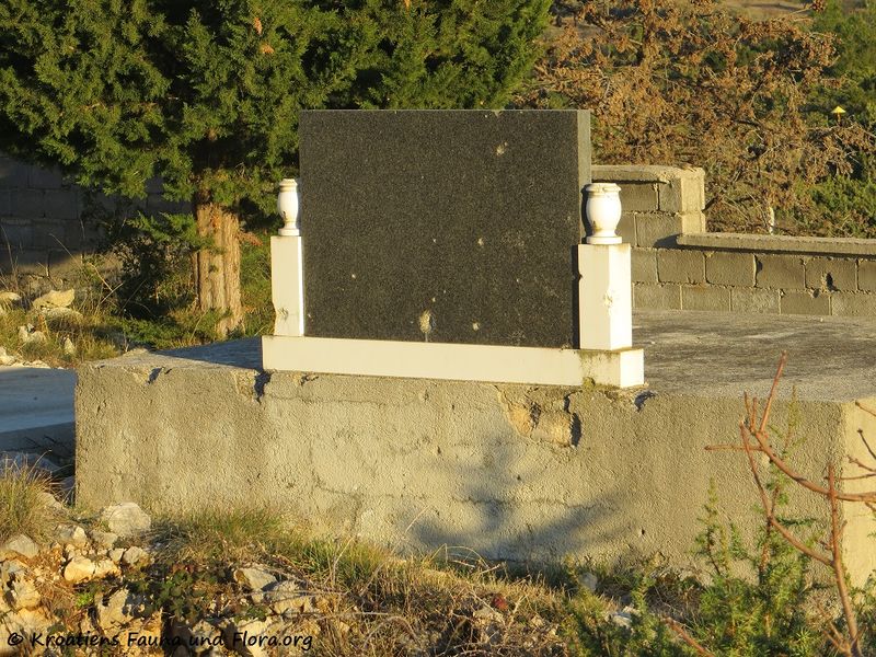 Datei:Serb Friedhof 170101 9622.jpg