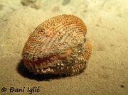 Acanthocardia spinosa Lightfoot, 1786 - Sand-Herzmuschel, pjeskoviti vaganj .Fundort: 08/2020 Dugi Otok, Gefährdetes Tier, Meerestier