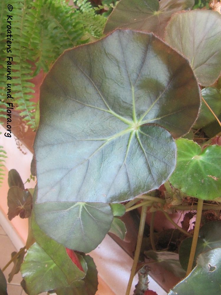 DateiBegonia sanguinea Raddi, 1820 Pos 160809 9200.jpg Kroatiens