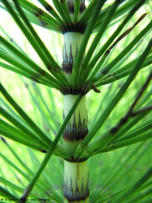 EquiTel Grbe 120529 716.jpg