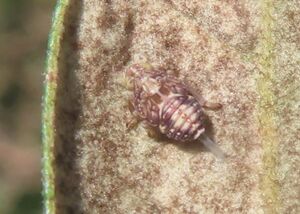 Issus muscaeformis von Schrank, 1781 Vir 260223 7507 D.JPG