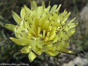 Urospermum dalechampii (L.) Scopoli ex F.W.Schmidt, 1795 - Weichhaariges Schwefelkörbchen, smeđocrvena babljača. Fundort: Vir 05/2012, Essbare Pflanze, Zierpflanze
