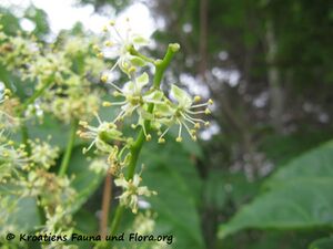 Ailanthus altissima - Götterbaum Vir 160608 8824.jpg