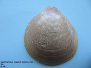 Laevicardium crassum Gmelin, 1791 - Flachgerippte Herzmuschel, Fundort: Vir 06/2010, Meerestier