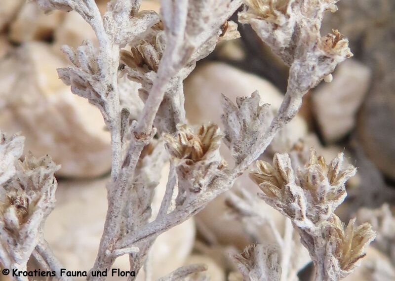 Datei:Artemisia caerulescens Linné, 1753 Vir 240308 7021 DD.JPG