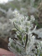 Artemisia caerulescens Linné, 1753 - Blauer Beifuß, santonika. Fundort: Vir 10/2012, Giftpflanze , Heilpflanze