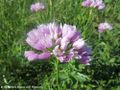 Kräftig rosa Blüten, Grbe 05/2017