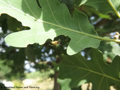 Auf Quercus pubescens Willdenow, 1796 - Flaumeiche, hrast medunac Polača 06/2018