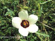 Hibiscus trionum Linné, 1753 - Stundenblume, vršača sljezolika. Fundort: Otok Vir 09/2011. Geschützte Pflanze, Invasive Pflanze, Zierpflanze