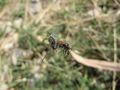 Die Wanz Horistus (Horistus) infuscatus Brullé, 1832 hat sich im Netz verfangen, die Spinne eilt hin und versucht, sie zu packen, Zečevo 05/2015