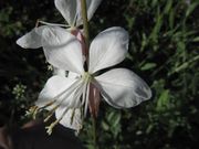 Diptam, Weißer - bijeli jasenak. Fundort: Pentling 10/2012, Zierpflanze, Giftpflanze