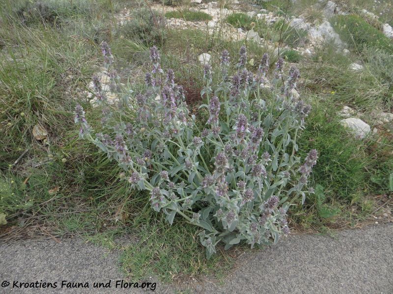Datei:Stachys cretica L. ssp. salviifolia (Tenore) Rechinger f., 1937 Vir 200523 753 k.jpg
