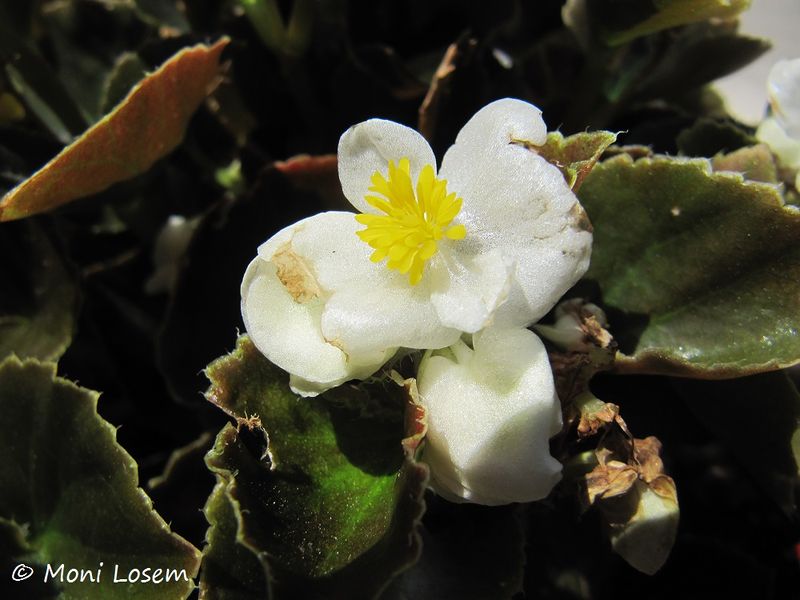 Datei:Begonia semperflorens-cultorum Hort. ZeDo 150730 1465.jpg
