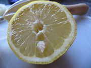 Citrus x limon (L.) Osbeck, 1765 - Zitrone, limunovo drvo, Zadar 10/2011, Essbare Pflanze