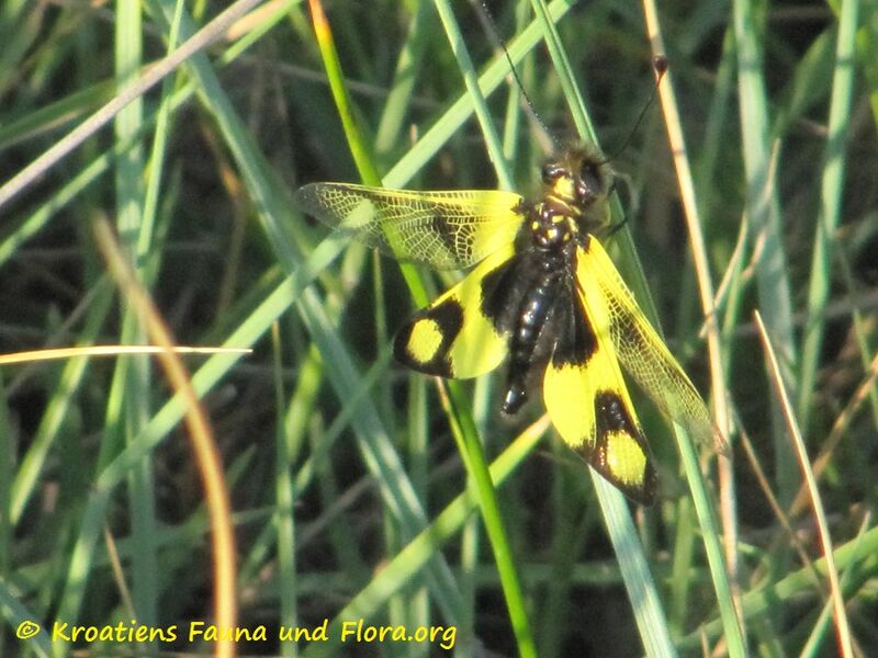 Datei:5 LibelMac Vir 120531 866.jpg